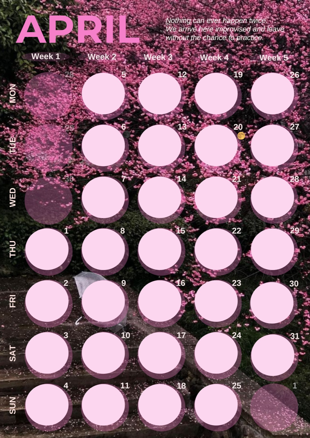 April: cherry blossoms in bloom, magenta typography